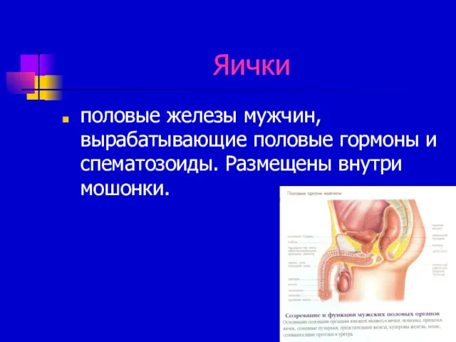 Яички половые железы мужчин, вырабатывающие половые гормоны и спематозоиды. Размещены внутри мошонки.