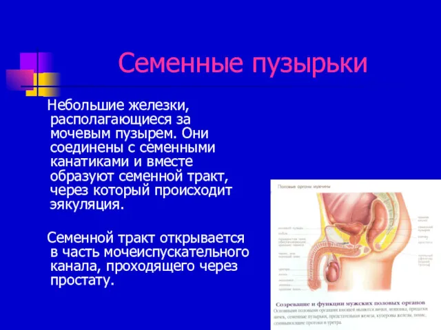 Семенные пузырьки Небольшие железки, располагающиеся за мочевым пузырем. Они соединены