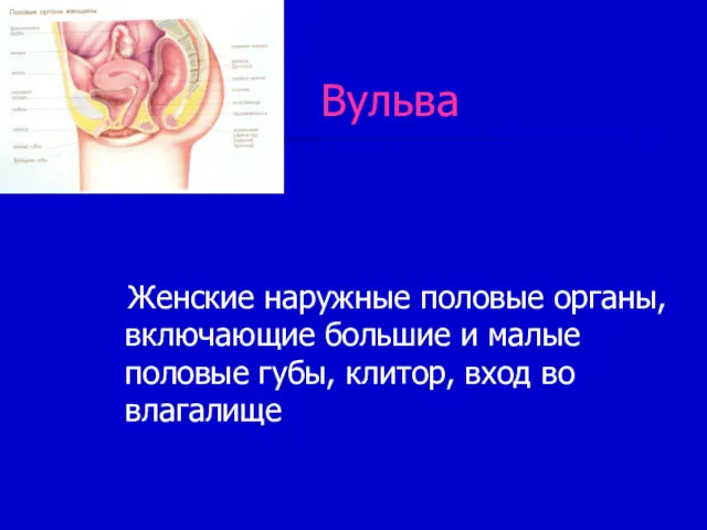Вульва Женские наружные половые органы, включающие большие и малые половые губы, клитор, вход во влагалище