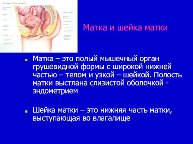 Матка и шейка матки Матка – это полый мышечный орган грушевидной формы с