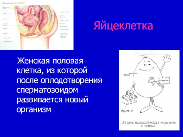 Яйцеклетка Женская половая клетка, из которой после оплодотворения сперматозоидом развивается новый организм