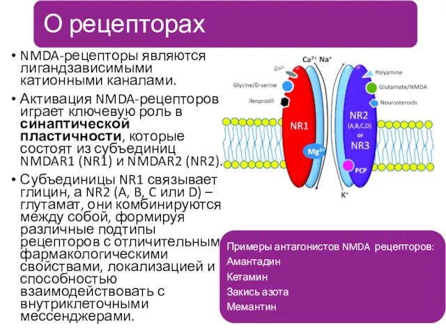 NMDA-рецепторы являются лигандзависимы­ми катионными каналами. Активация NMDA-рецеп­торов играет ключевую роль в синаптической пластичности,