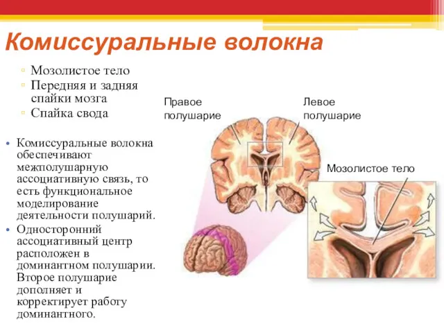 Комиссуральные волокна Мозолистое тело Передняя и задняя спайки мозга Спайка