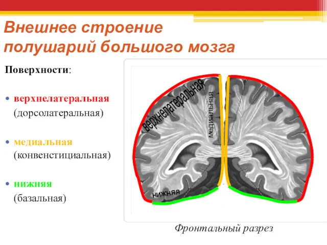Внешнее строение полушарий большого мозга Поверхности: верхнелатеральная (дорсолатеральная) медиальная (конвенстициальная)