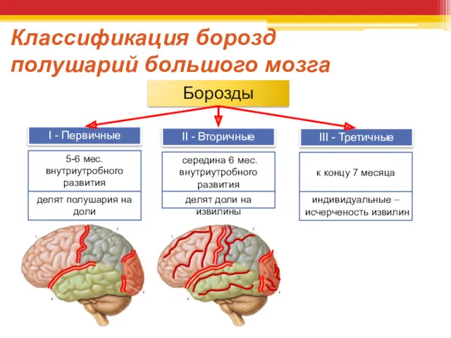 Классификация борозд полушарий большого мозга Борозды I - Первичные II