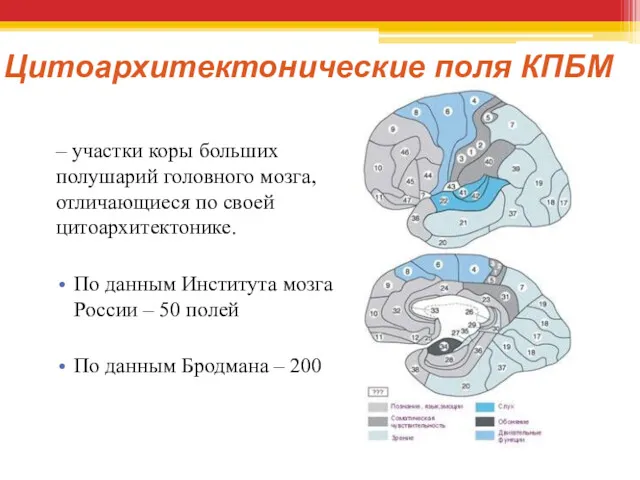 Цитоархитектонические поля КПБМ – участки коры больших полушарий головного мозга,