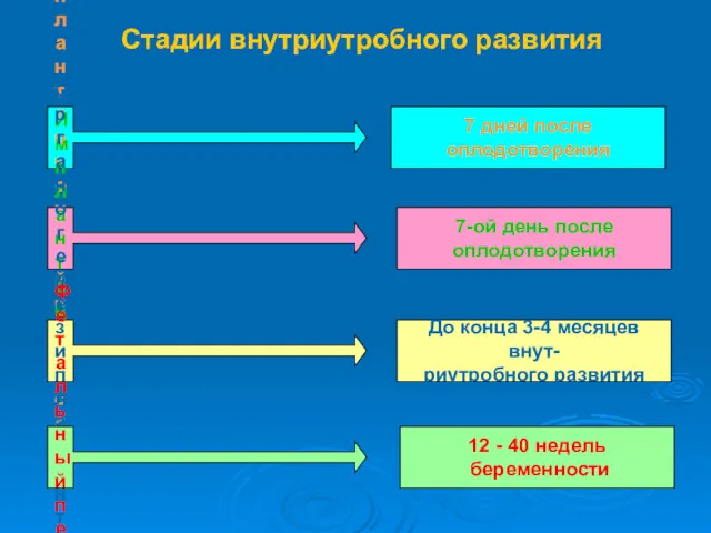 Стадии внутриутробного развития Предимплантационный период 7 дней после оплодотворения Имплантация 7-ой день после