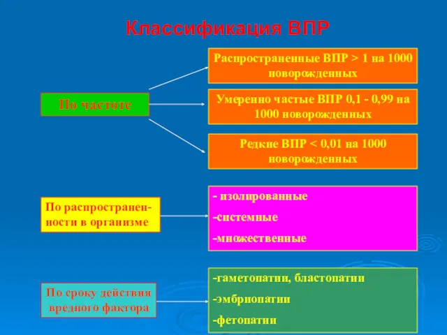 Классификация ВПР По частоте По распространен-ности в организме Умеренно частые ВПР 0,1 -