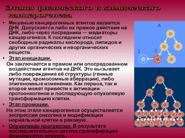 Мишенью канцерогенных агентов является ДНК. Допускается либо их прямое действие