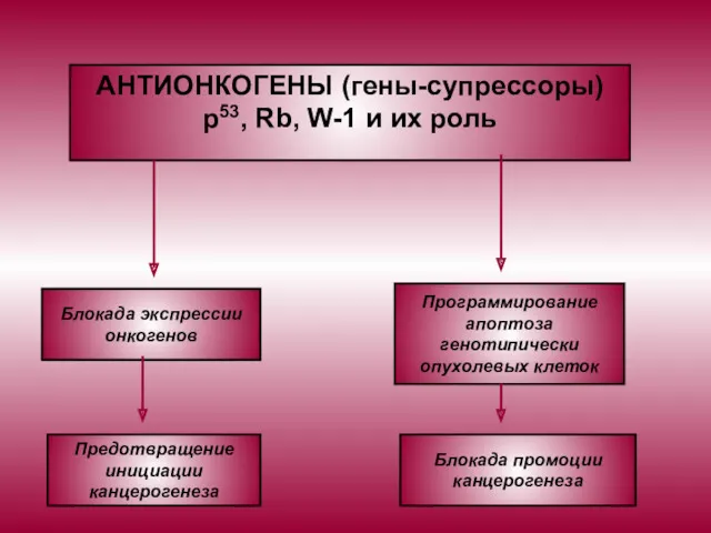 АНТИОНКОГЕНЫ (гены-супрессоры) р53, Rb, W-1 и их роль Предотвращение инициации