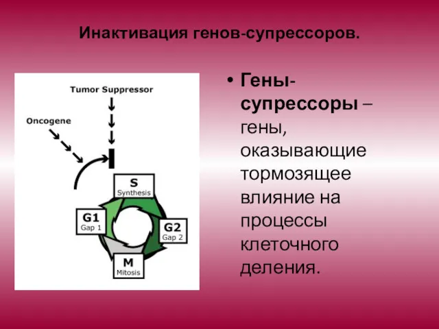 Гены-супрессоры – гены, оказывающие тормозящее влияние на процессы клеточного деления. Инактивация генов-супрессоров.