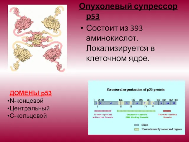 Опухолевый супрессор р53 Состоит из 393 аминокислот. Локализируется в клеточном ядре. ДОМЕНЫ р53 N-концевой Центральный С-кольцевой