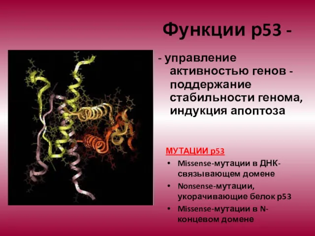 Функции р53 - - управление активностью генов - поддержание стабильности