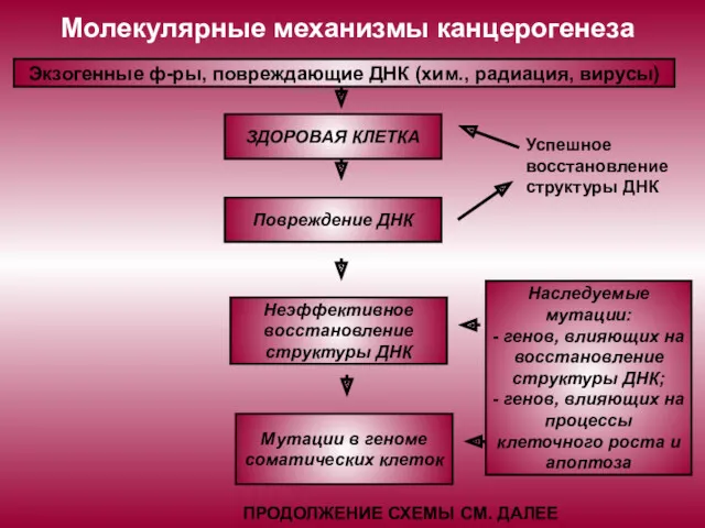 Молекулярные механизмы канцерогенеза Экзогенные ф-ры, повреждающие ДНК (хим., радиация, вирусы)