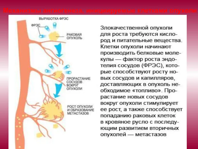 Механизмы ангиогенеза, инициируемые клетками опухоли