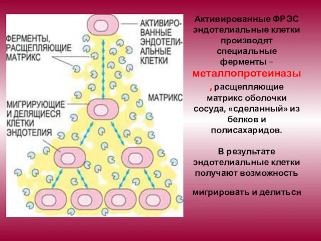 Активированные ФРЭС эндотелиальные клетки производят специальные ферменты – металлопротеиназы, расщепляющие