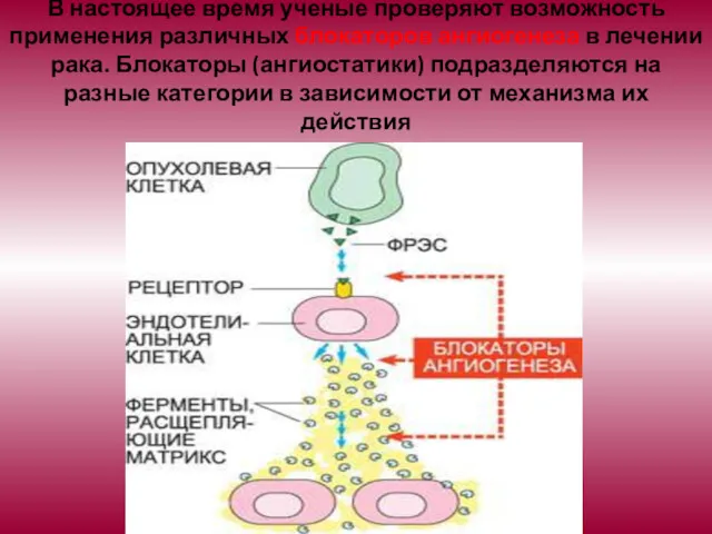 В настоящее время ученые проверяют возможность применения различных блокаторов ангиогенеза