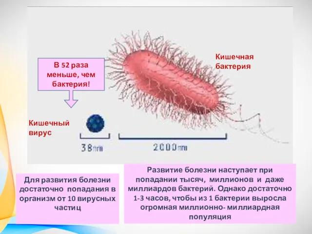 Кишечная бактерия Кишечный вирус В 52 раза меньше, чем бактерия!