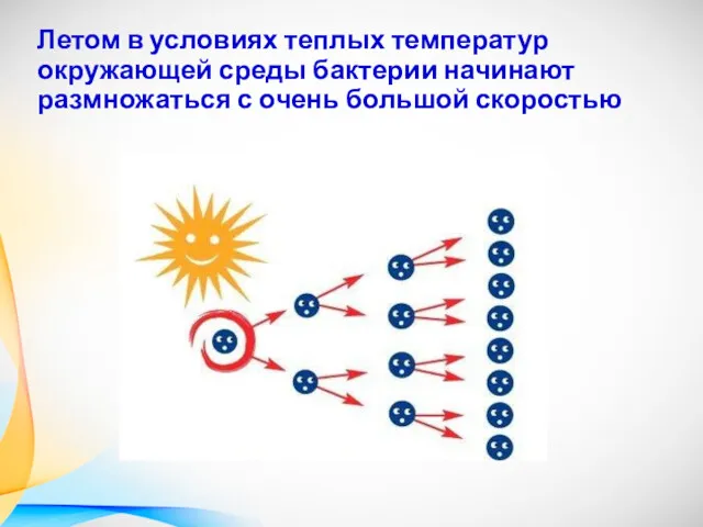 Летом в условиях теплых температур окружающей среды бактерии начинают размножаться с очень большой скоростью