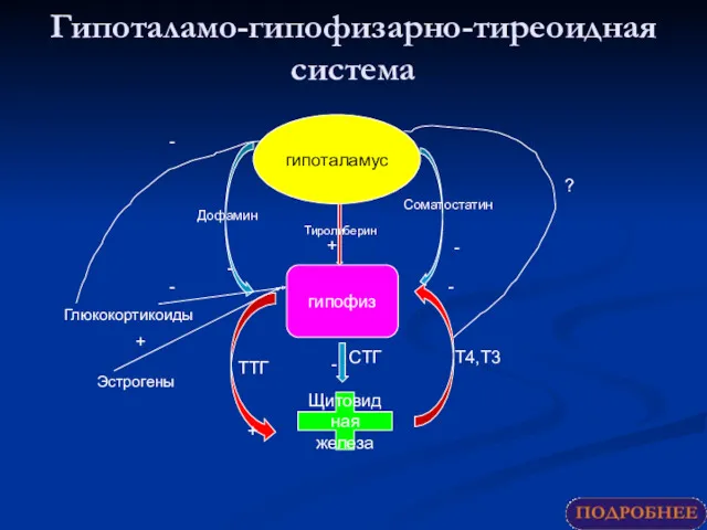 Гипоталамо-гипофизарно-тиреоидная система гипоталамус гипофиз Щитовидная железа ТТГ Т4,Т3 + -