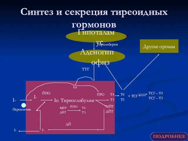 Синтез и секреция тиреоидных гормонов Гипоталамус Аденогипофиз I- I- Io