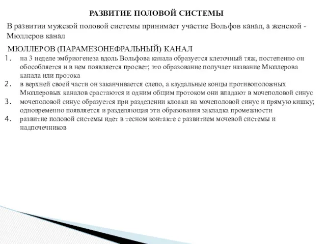 РАЗВИТИЕ ПОЛОВОЙ СИСТЕМЫ В развитии мужской половой системы принимает участие