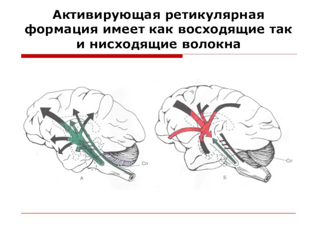 Активирующая ретикулярная формация имеет как восходящие так и нисходящие волокна