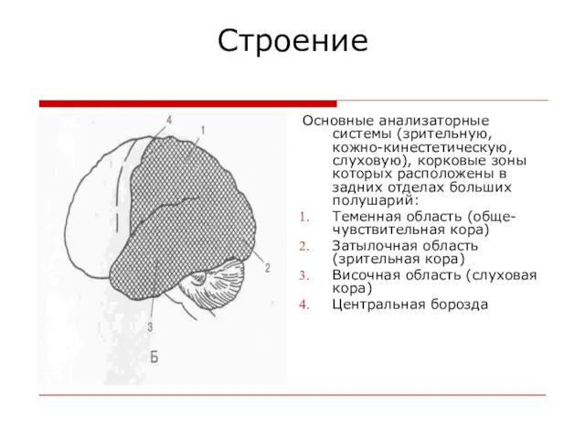 Строение Основные анализаторные системы (зрительную, кожно-кинестетическую, слуховую), корковые зоны которых