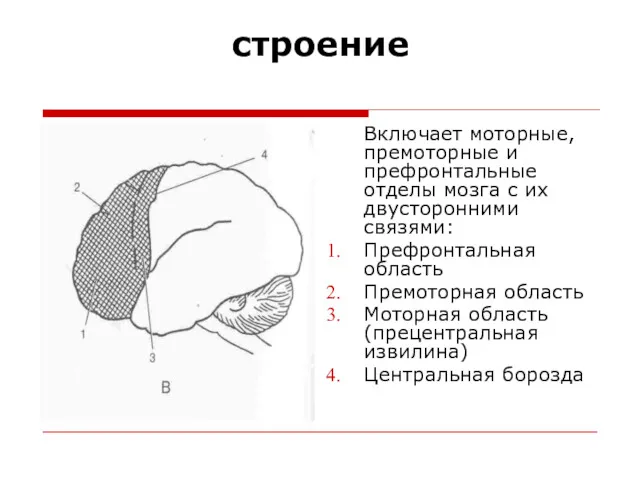 строение Включает моторные, премоторные и префронтальные отделы мозга с их