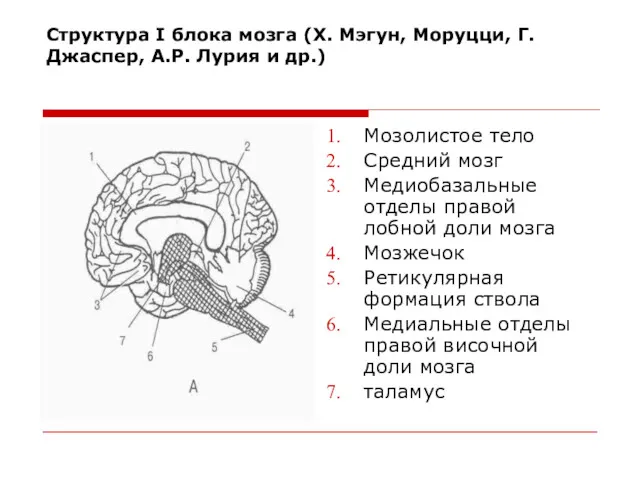Структура I блока мозга (Х. Мэгун, Моруцци, Г. Джаспер, А.Р.