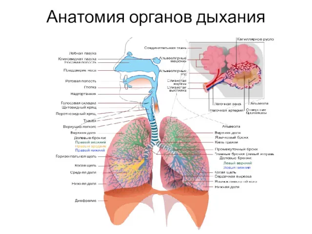 Анатомия органов дыхания