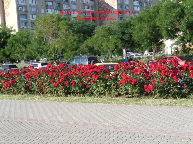 Аллея роз возле мемориала Красная горка