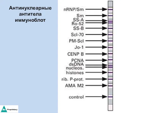 Антинуклеарные антитела иммуноблот