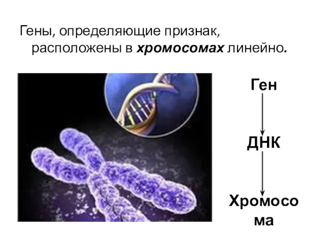 Гены, определяющие признак, расположены в хромосомах линейно. Ген ДНК Хромосома