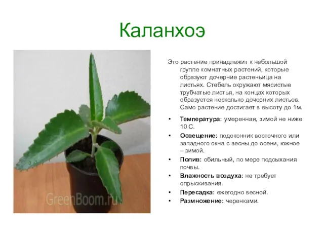 Каланхоэ Это растение принадлежит к небольшой группе комнатных растений, которые