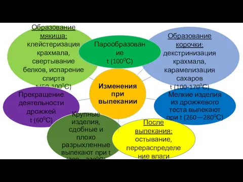 Парообразование t (1000С) После выпекания: остывание, перераспределение влаги