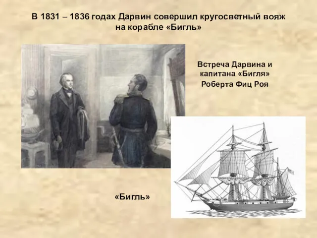 В 1831 – 1836 годах Дарвин совершил кругосветный вояж на корабле «Бигль» Встреча
