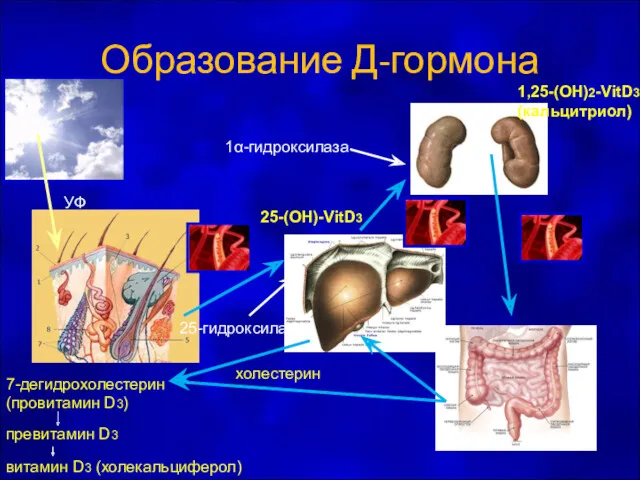 Образование Д-гормона 25-(OH)-VitD3 1,25-(OH)2-VitD3 (кальцитриол) холестерин УФ 7-дегидрохолестерин (провитамин D3)