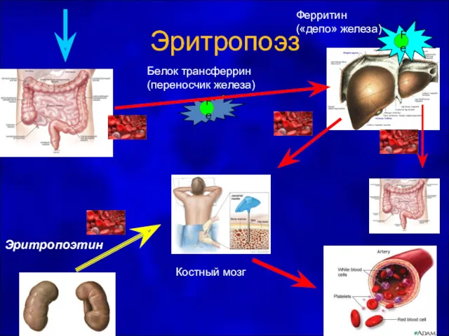 Эритропоэз Fe Fe Белок трансферрин (переносчик железа) Ферритин («депо» железа) Эритропоэтин Костный мозг