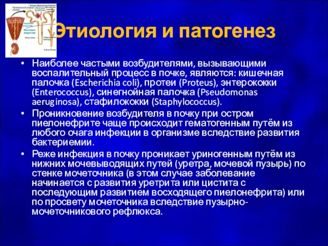 Этиология и патогенез Наиболее частыми возбудителями, вызывающими воспалительный процесс в