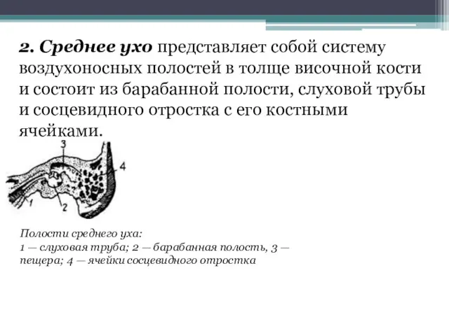 2. Среднее ухо представляет собой систему воздухоносных полостей в толще височной кости и