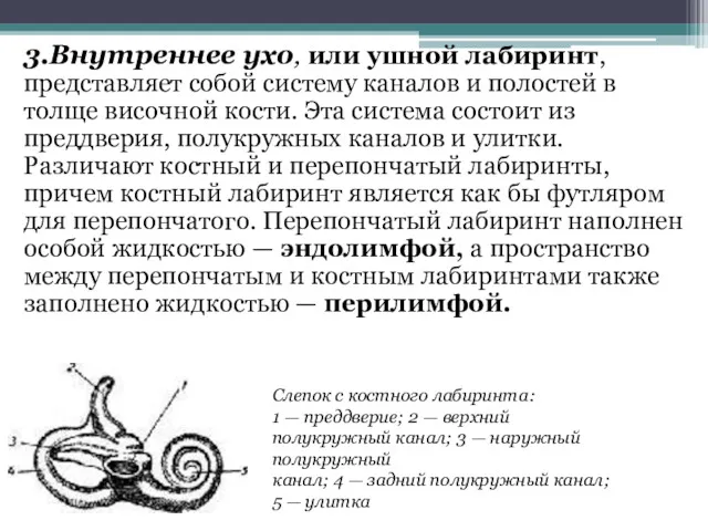 3.Внутреннее ухо, или ушной лабиринт, представляет собой систему каналов и полостей в толще