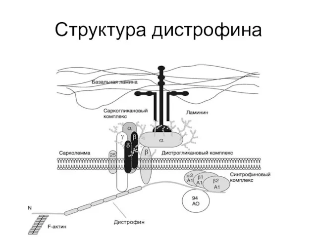 Структура дистрофина