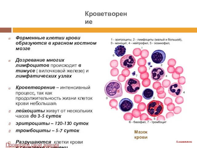 Форменные клетки крови образуются в красном костном мозге Дозревание многих лимфоцитов происходит в