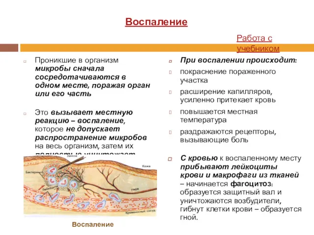 Проникшие в организм микробы сначала сосредотачиваются в одном месте, поражая орган или его