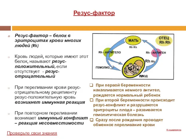 Резус-фактор – белок в эритроцитах крови многих людей (Rh) Кровь