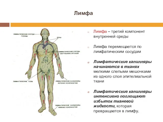 Лимфа Лимфа – третий компонент внутренней среды Лимфа перемещается по лимфатическим сосудам Лимфатические