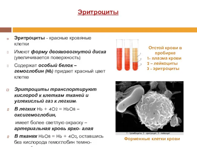 Эритроциты - красные кровяные клетки Имеют форму двояковогнутой диска (увеличивается