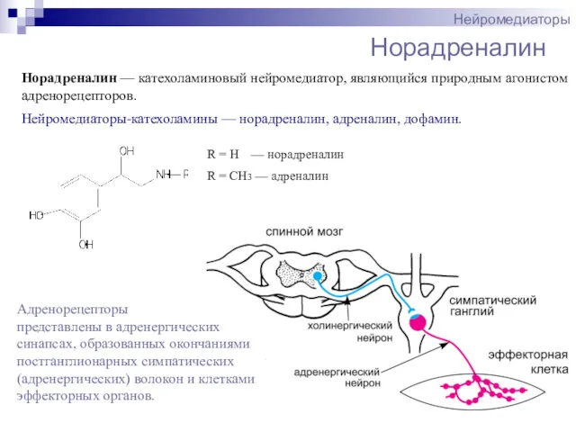 Норадреналин Нейромедиаторы Норадреналин — катехоламиновый нейромедиатор, являющийся природным агонистом адренорецепторов.