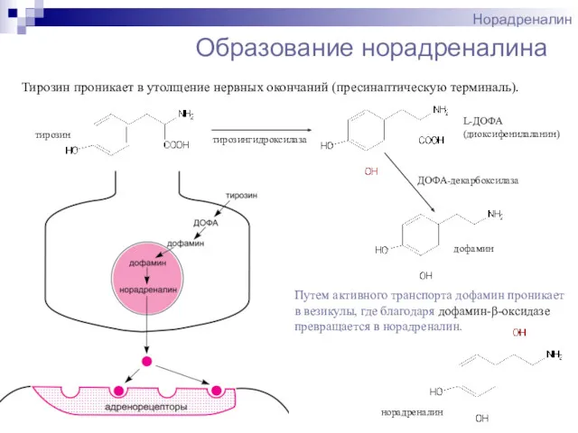 Образование норадреналина Норадреналин Путем активного транспорта дофамин проникает в везикулы, где благодаря дофамин-β-оксидазе